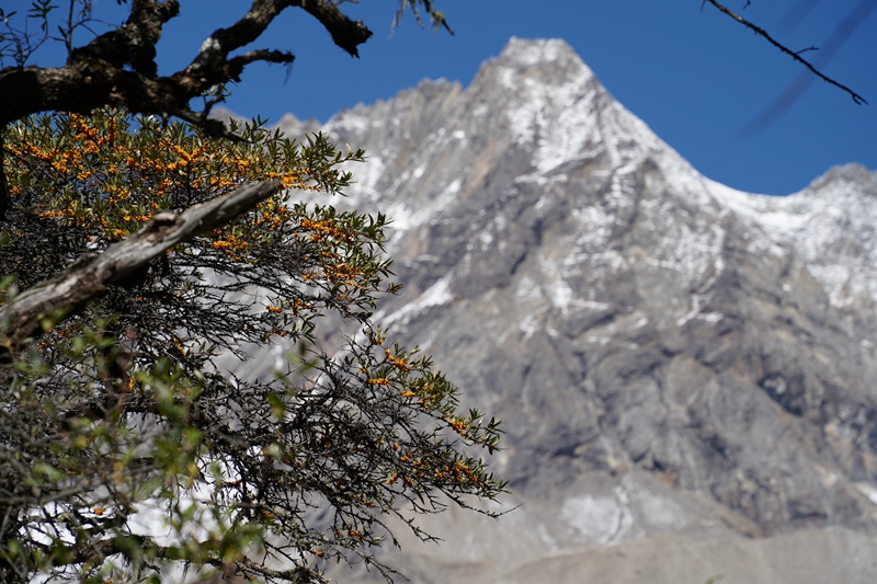别光盯着稻城亚丁了！川西这个被遗忘的秘境，才是资深玩家私藏的宝藏！-第2张图片-阿坝旅游网